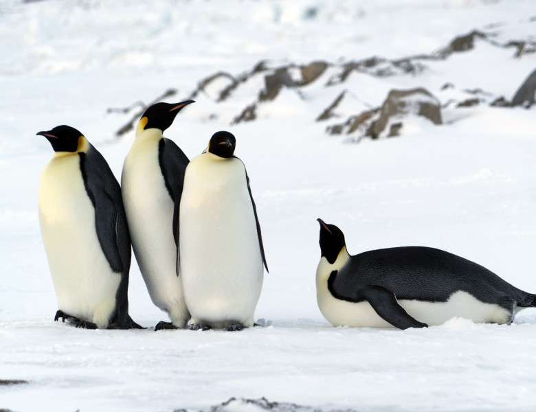 пингвини онлайн пъзел