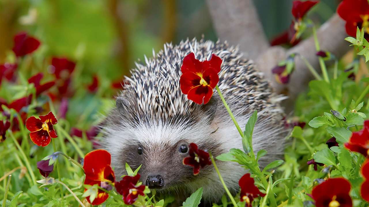 Σκαντζόχοιρος στα λουλούδια παζλ online από φωτογραφία