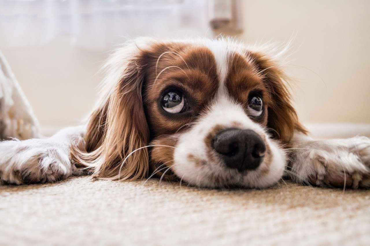 Dog Begging for Attention puzzle online from photo