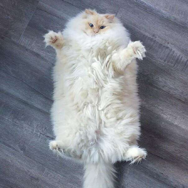 太ったかわいい猫OKイェーイ 写真からオンラインパズル