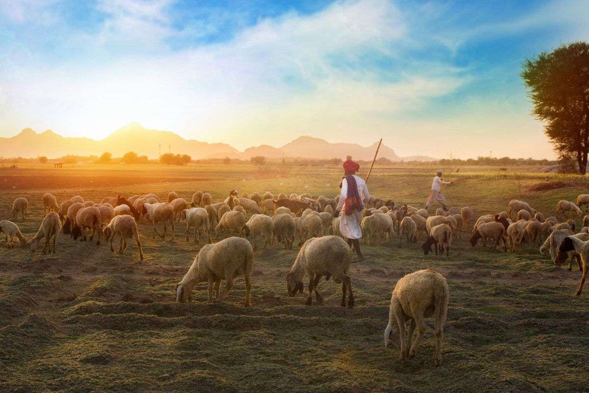 Das verlorene Schaf finden, weil Jesus cool ist Online-Puzzle vom Foto