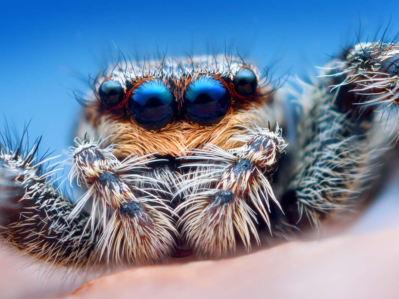 Spindelpussel pussel online från foto