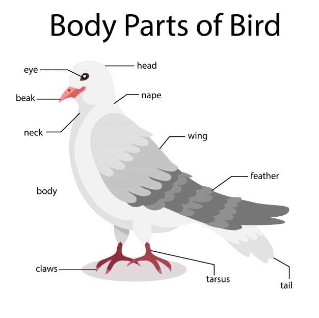 птици част онлайн пъзел от снимка