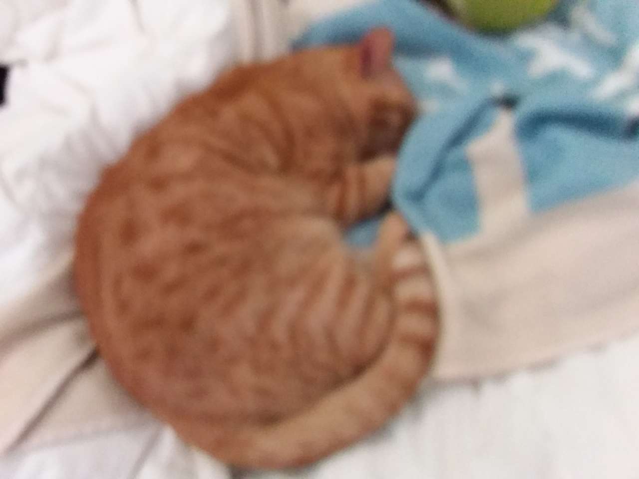 Γάτα που κοιμάται online παζλ