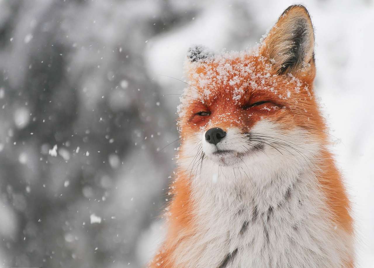 Winter Fox Pussel online