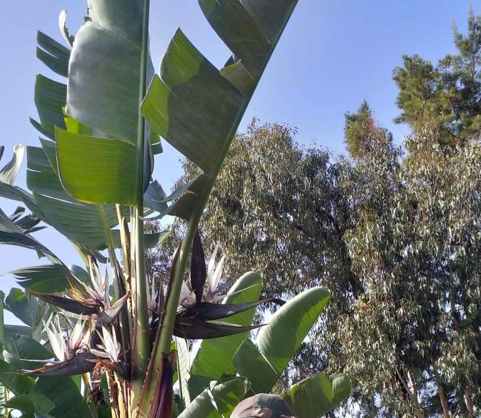 Banan träd Pussel online
