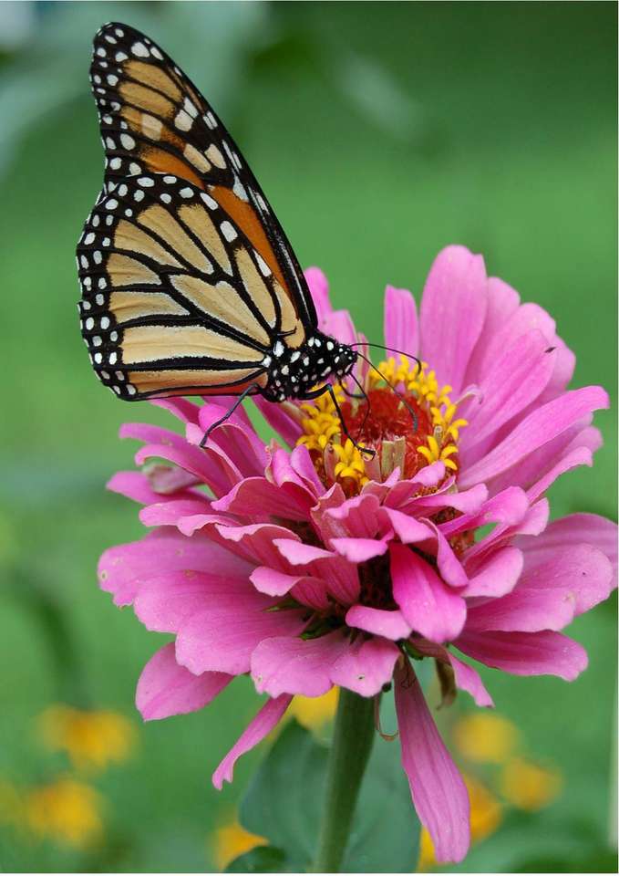 butter fly on flower puzzle online from photo