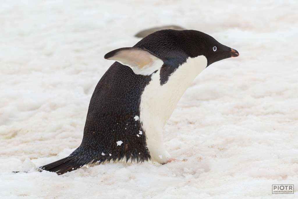 El pingüino de Adelia rompecabezas en línea