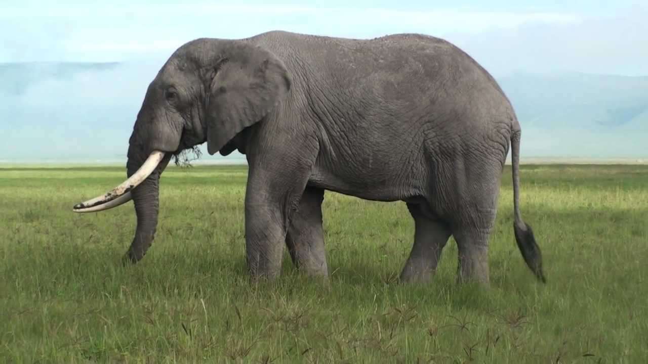 Elefant pussel online från foto