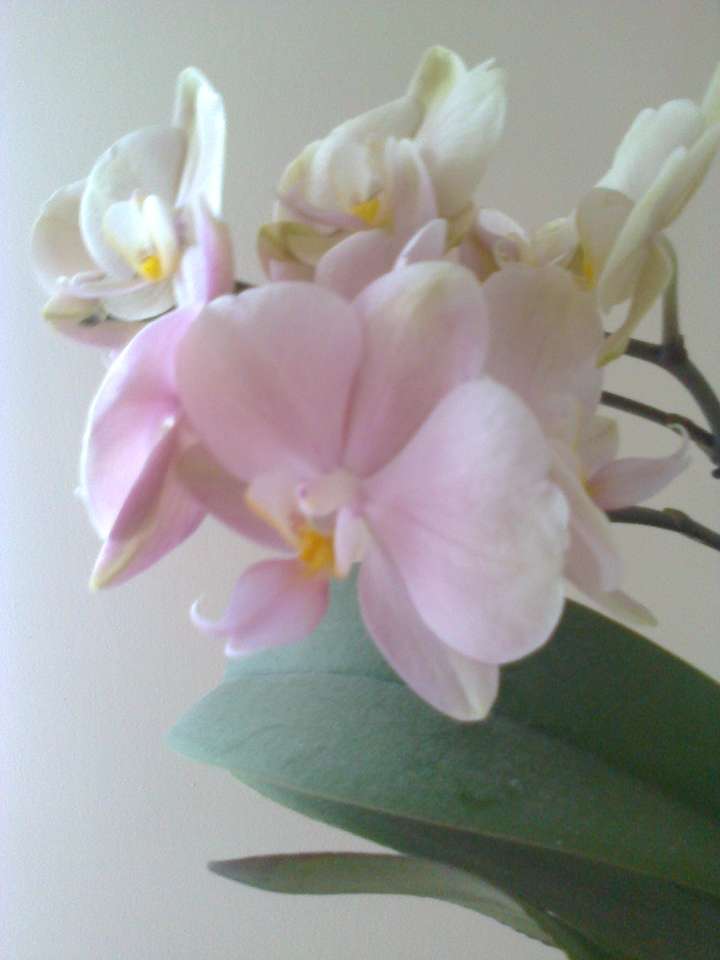 Floarea miroase frumos. puzzle online