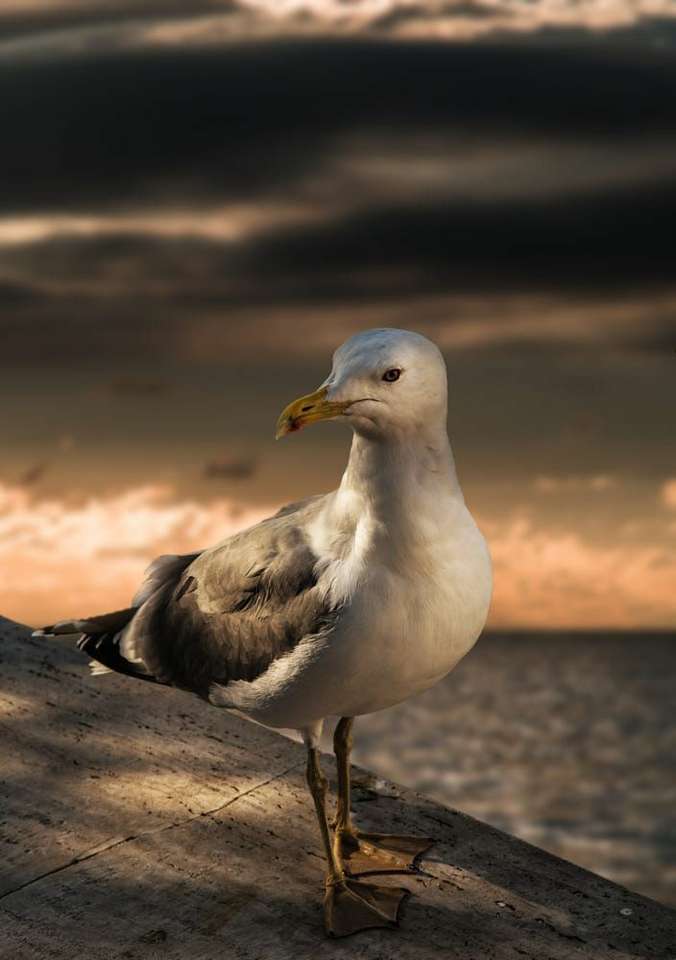 Seagull puzzle online from photo