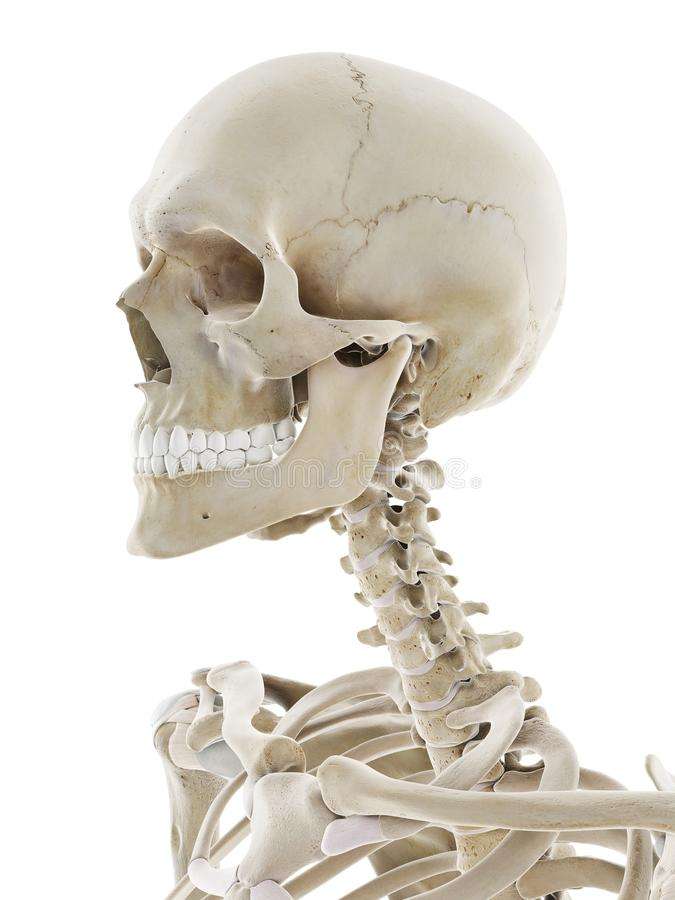 Skelettet Pussel online