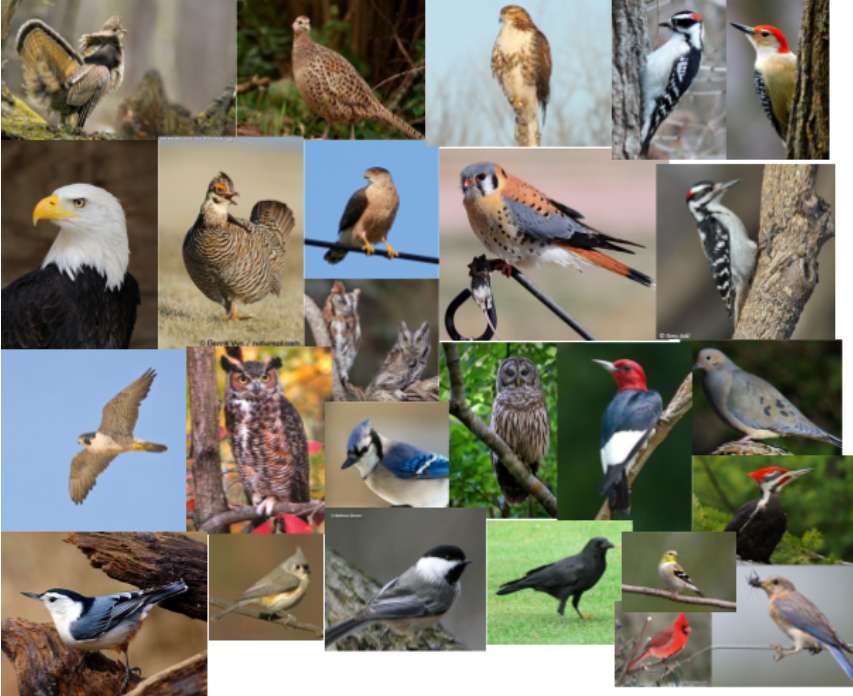 Puzzle di identificazione degli uccelli puzzle online da foto