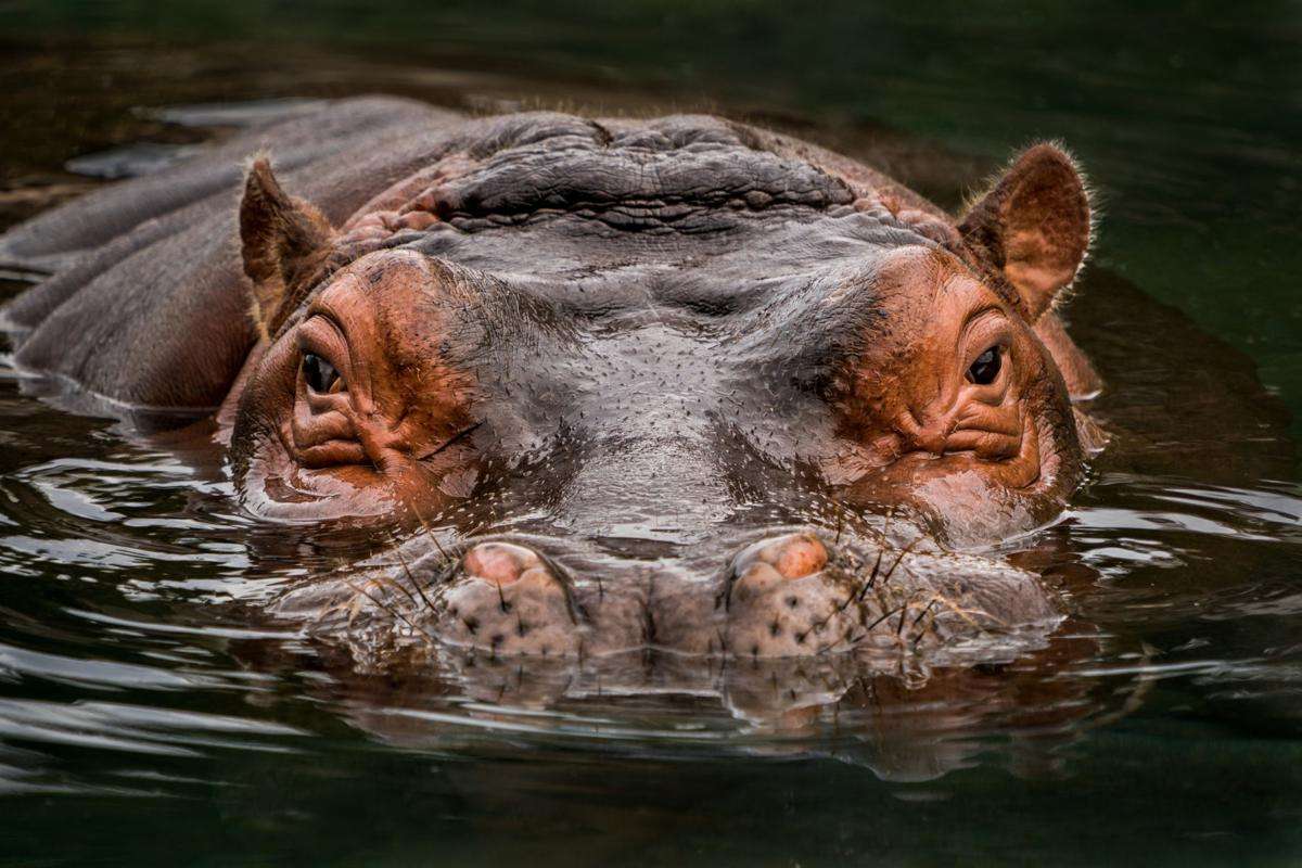 Hippopotamus puzzle online from photo
