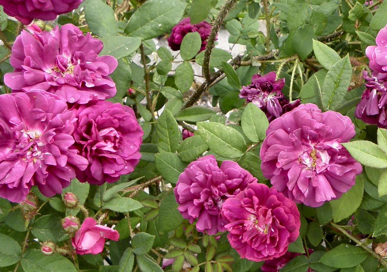 Purple roses puzzle online from photo