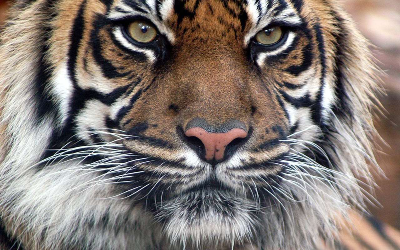 Η τίγρη της ζούγκλας παζλ online από φωτογραφία