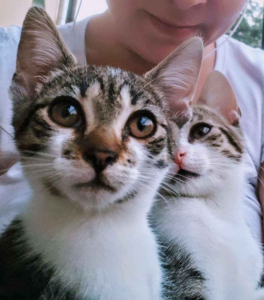 Сестрички кошеня скласти пазл онлайн з фото