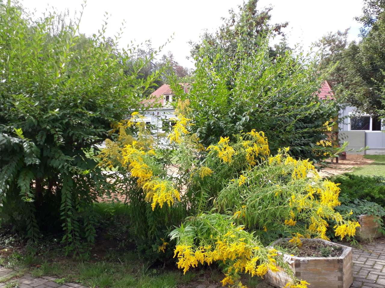 Goldenrod in September puzzle online from photo