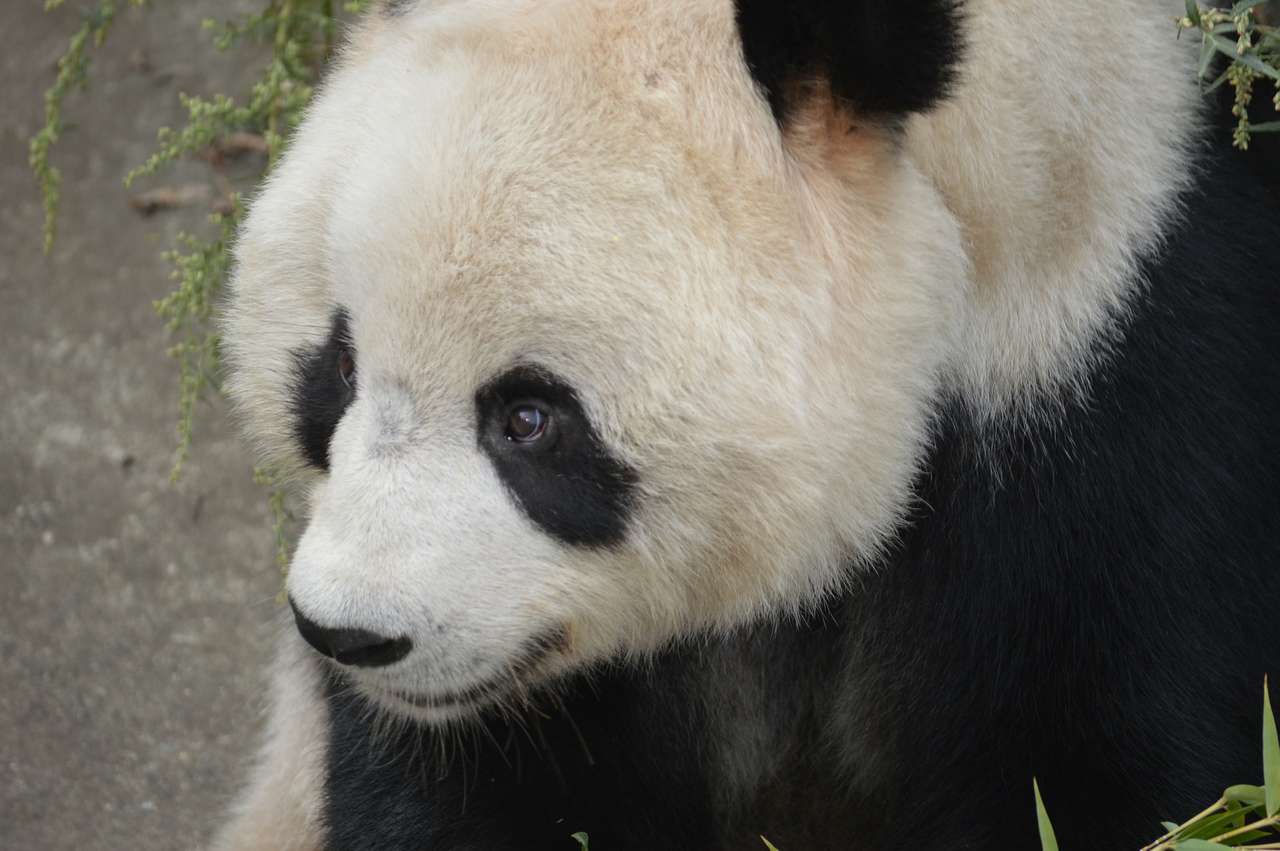 pandapussel Pussel online