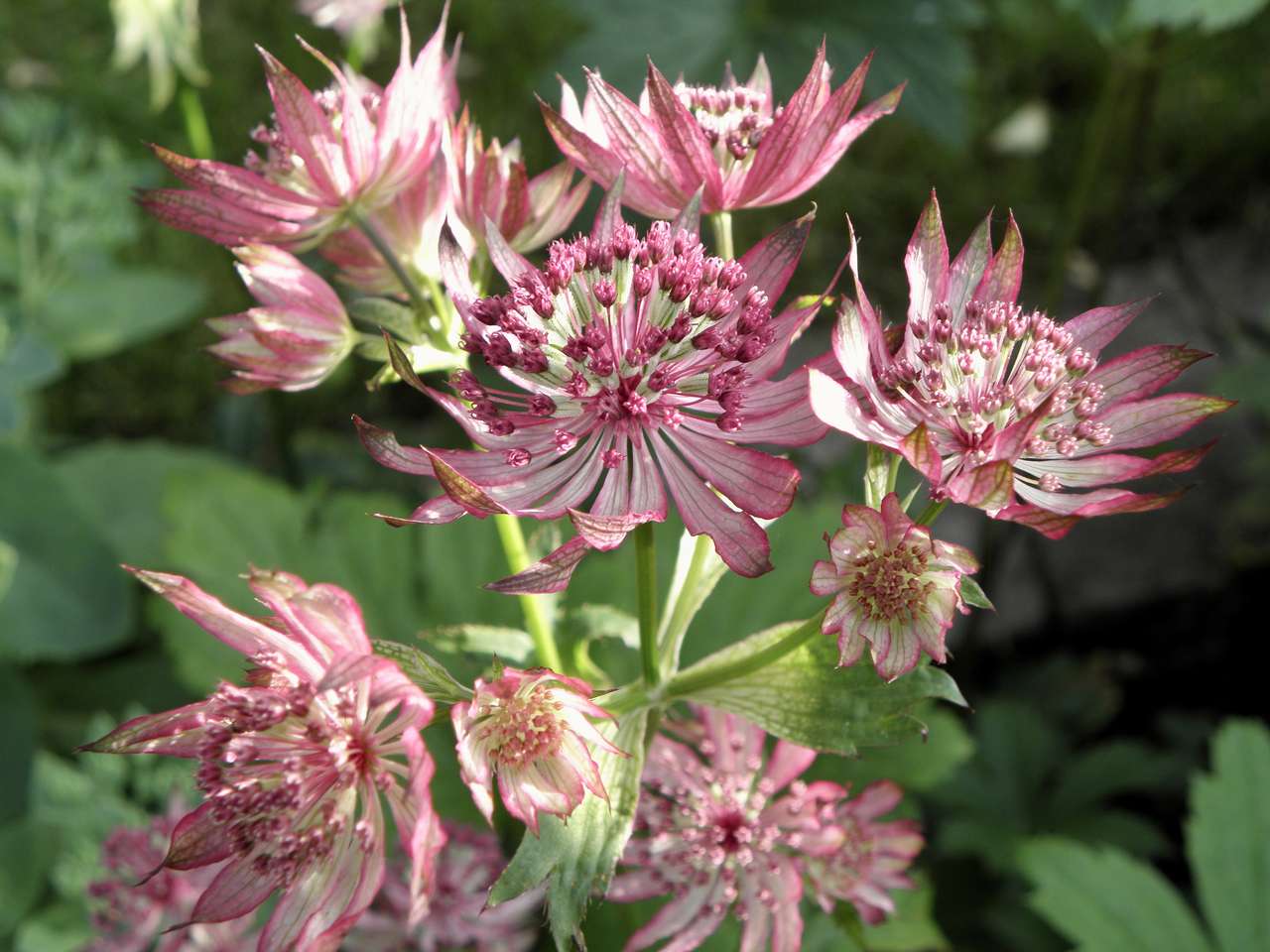 Astrantia major ‘Star of Beauty‘ puzzle online from photo