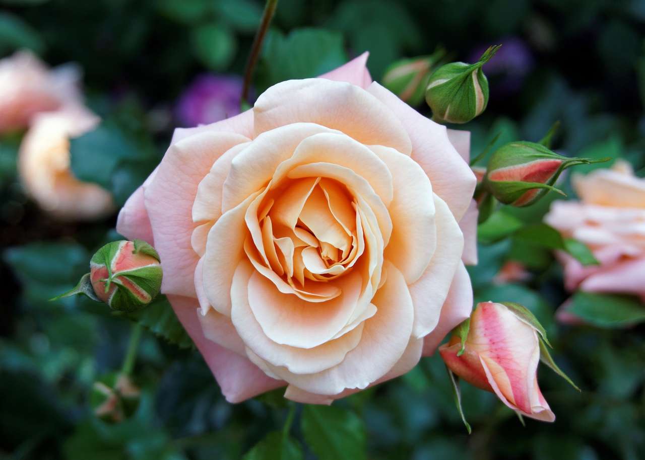 broskvová růže puzzle online z fotografie