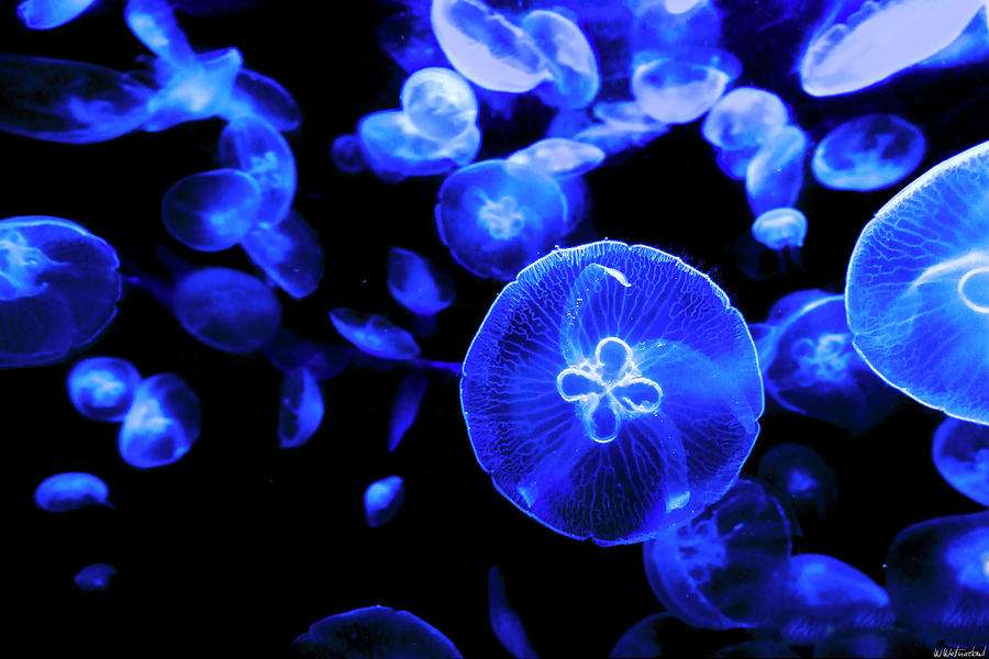 медузи онлайн пъзел