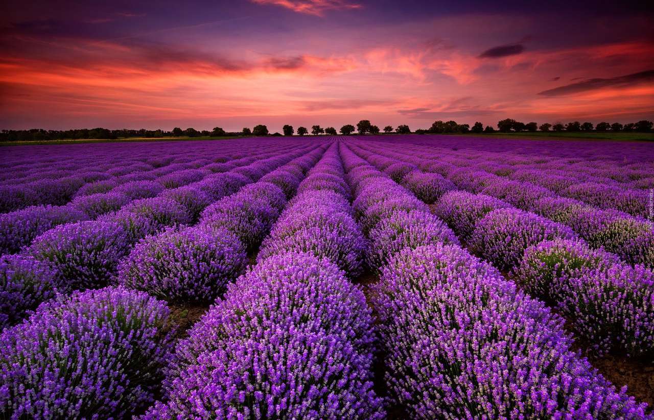 lavender nature puzzle online from photo