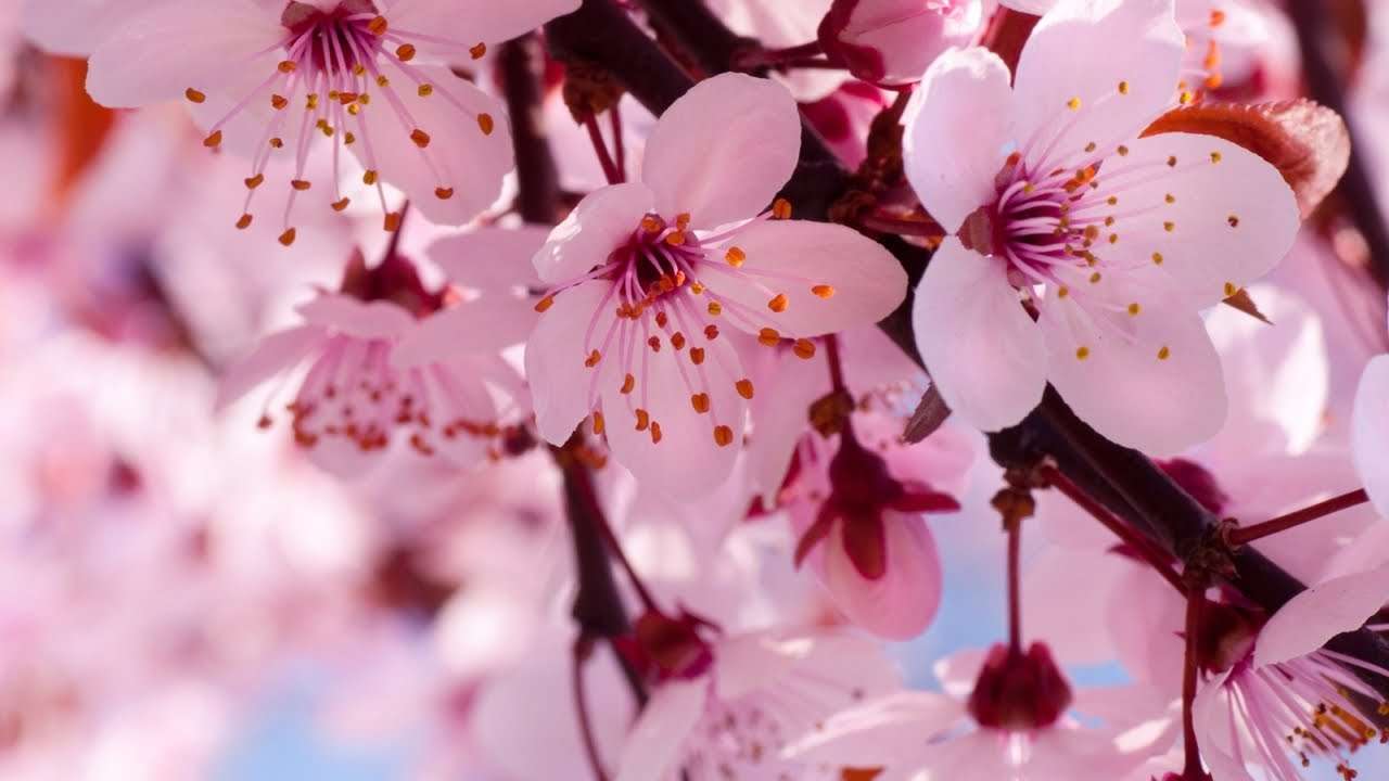 flor sakura de manhã puzzle online a partir de fotografia