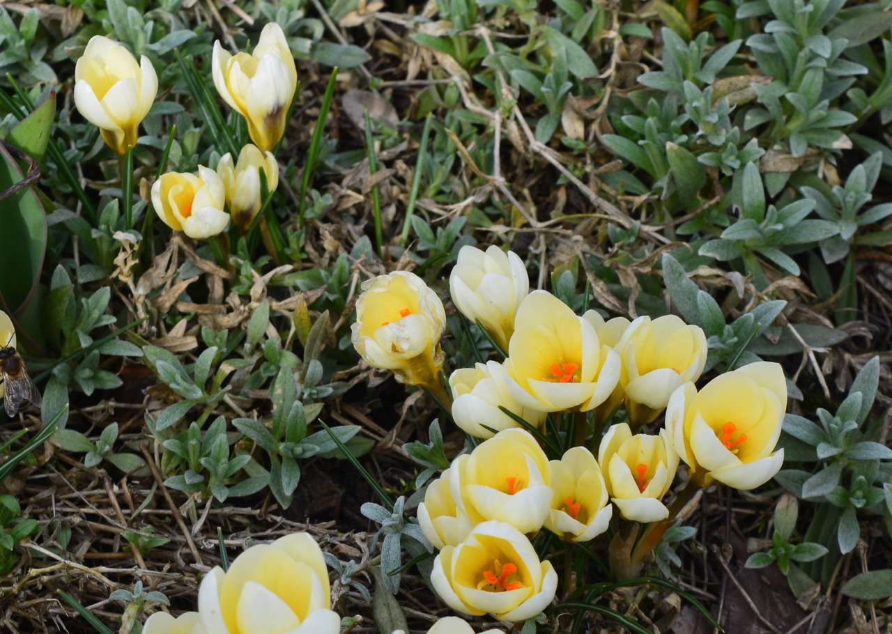 Cama de flores de primavera puzzle online a partir de foto