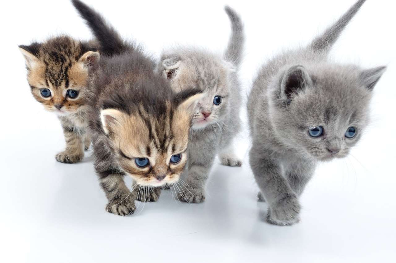 gatti dolci puzzle online da foto