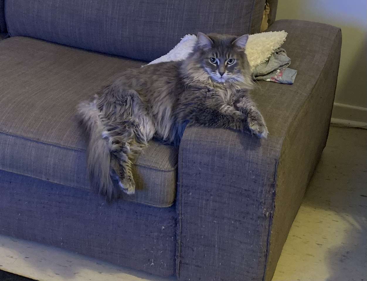 Mooie kat ontspannend puzzel online van foto