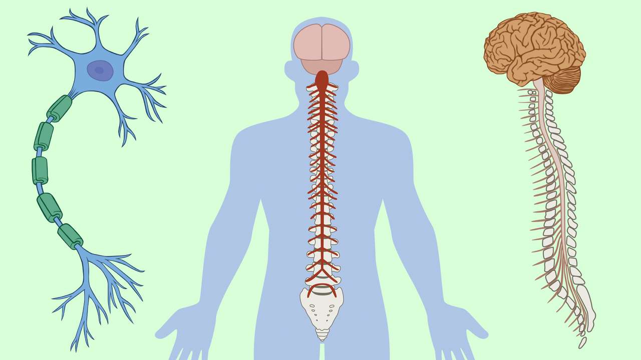 the nervous system online puzzle