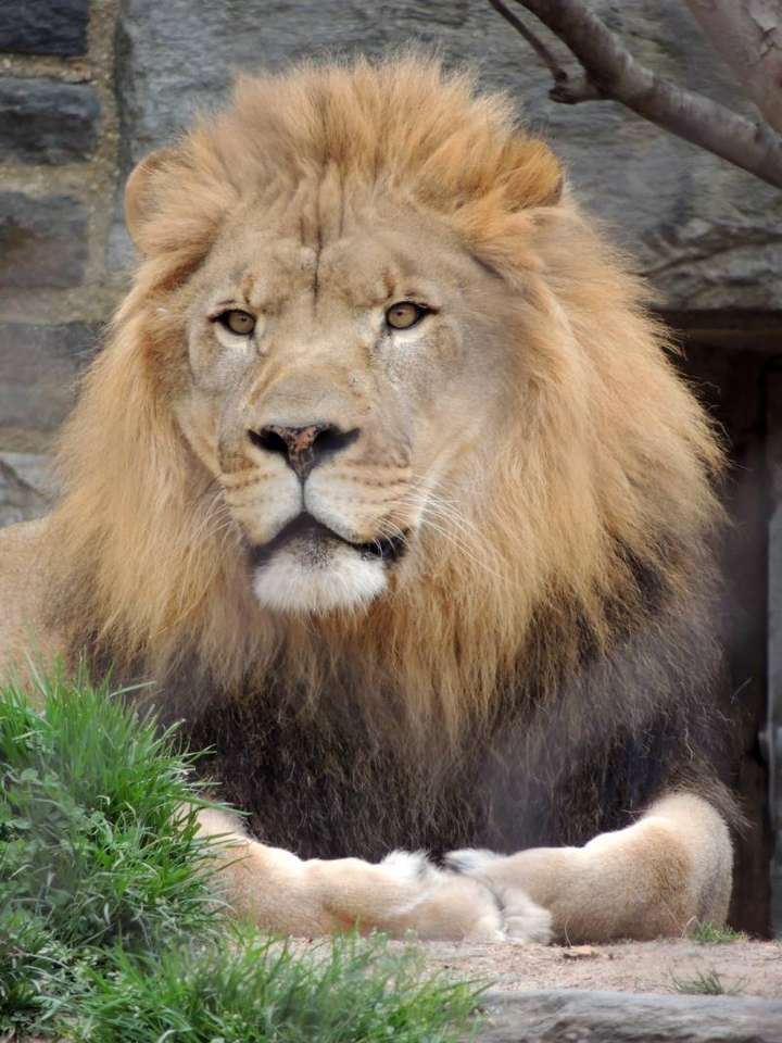 Lejonsticksåg Lejon från Philadelphia Zoo = ^ .. ^ = pussel online från foto
