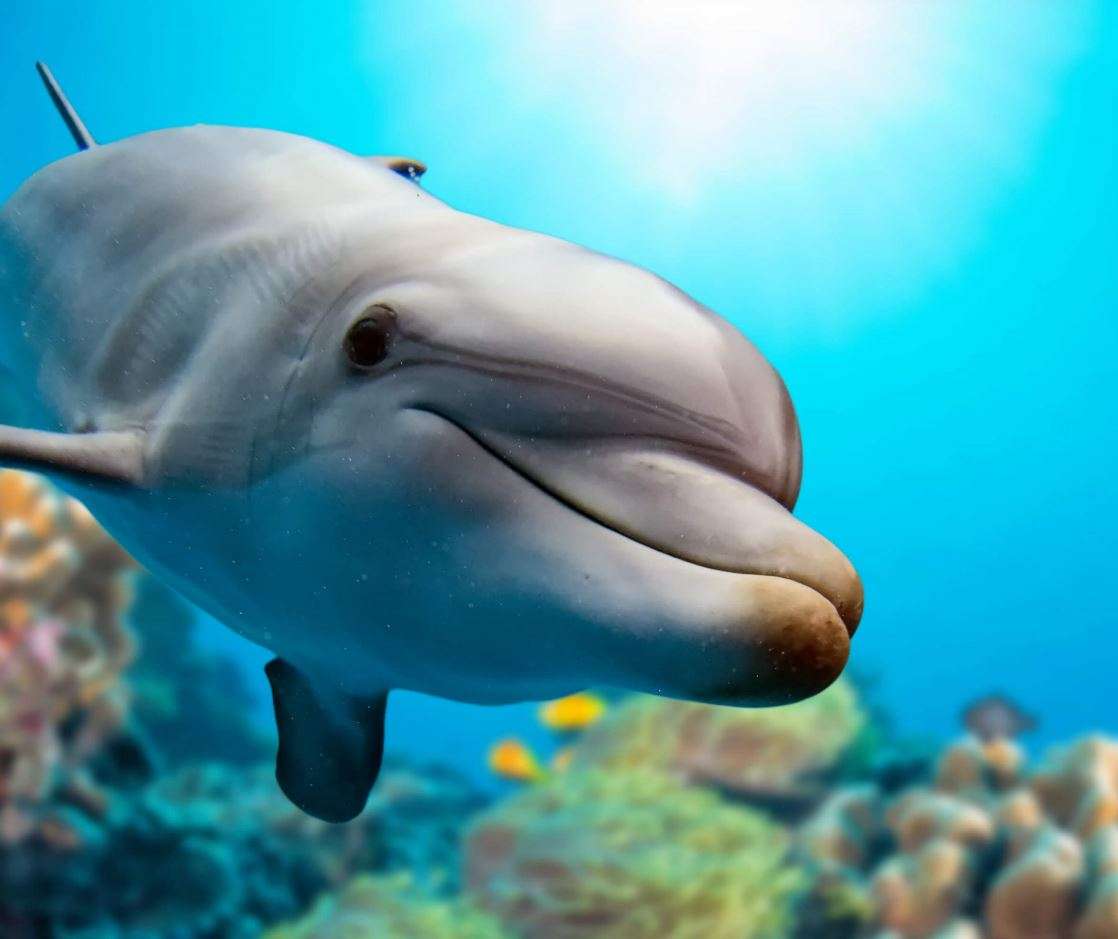 Delfin vor Korallenriff puzzle online din fotografie