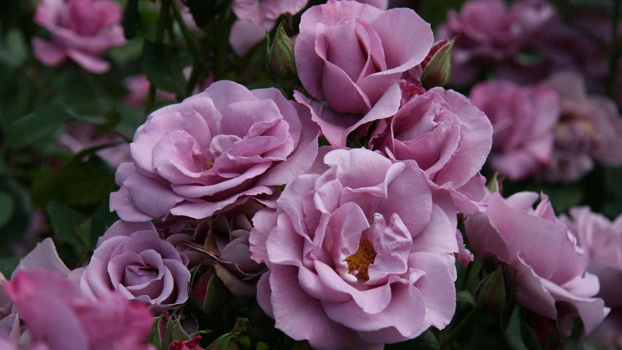 Blomma för dig pussel online från foto