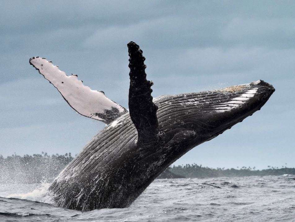 Springende walvis puzzel online van foto