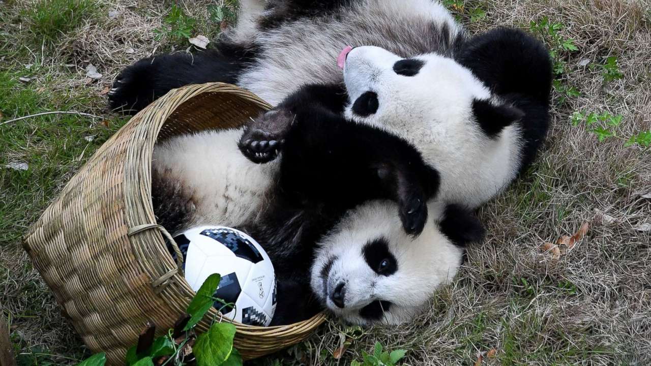 Панда пъзел онлайн пъзел