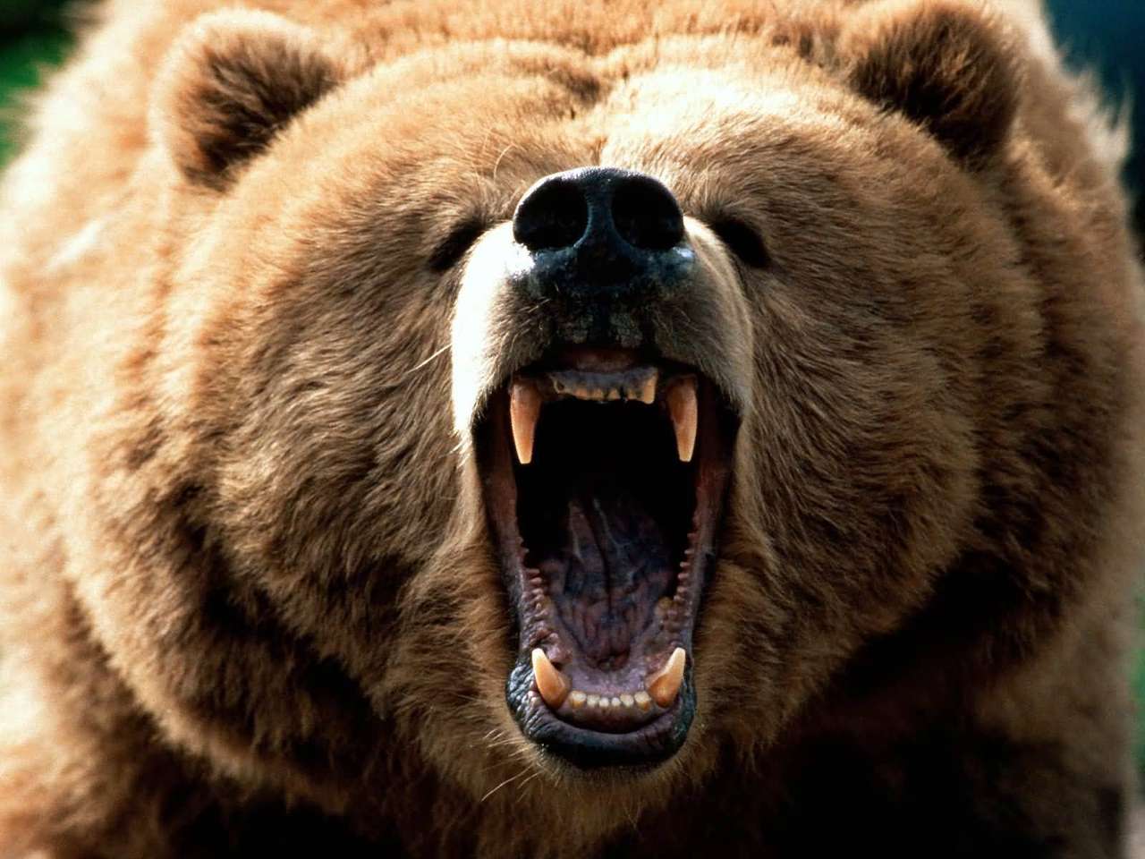 Björnklass pussel online från foto