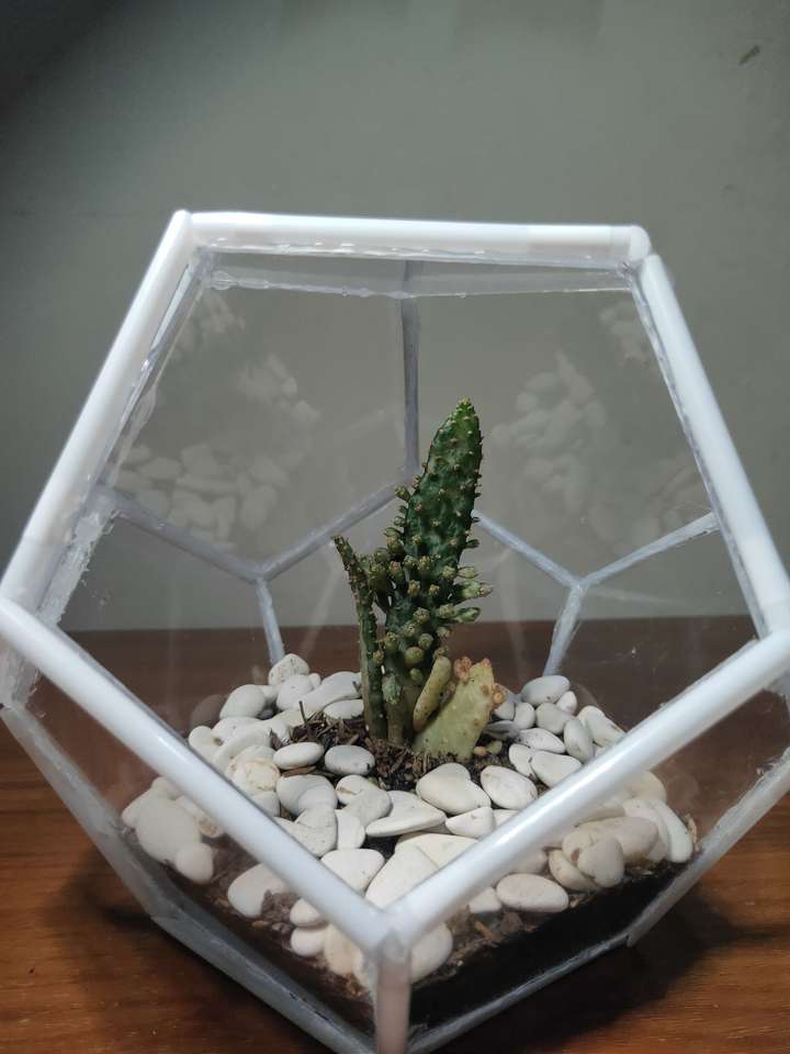 Terrarium kaktus weiß. Online-Puzzle