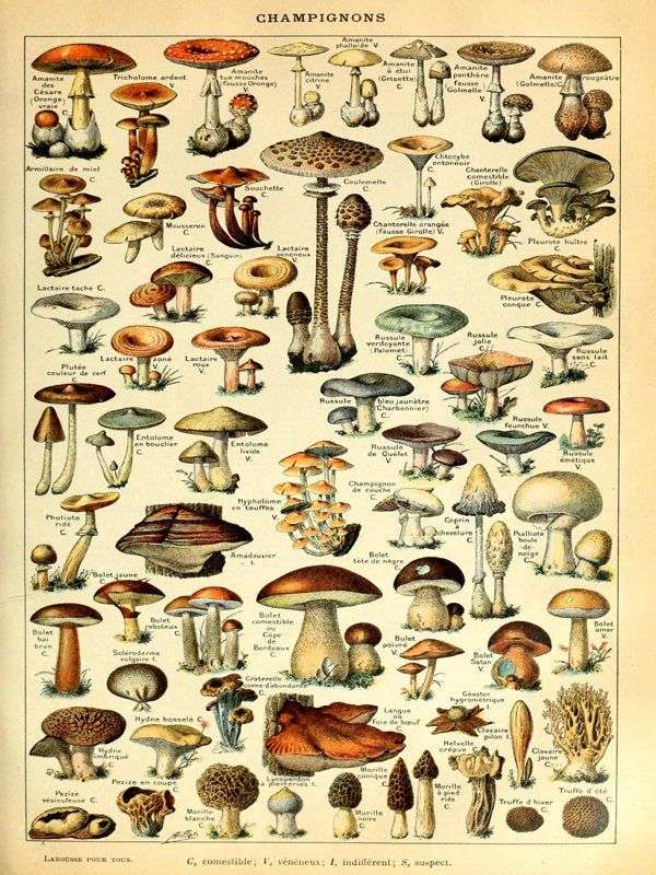 Vintage Mushroom Poster online puzzle