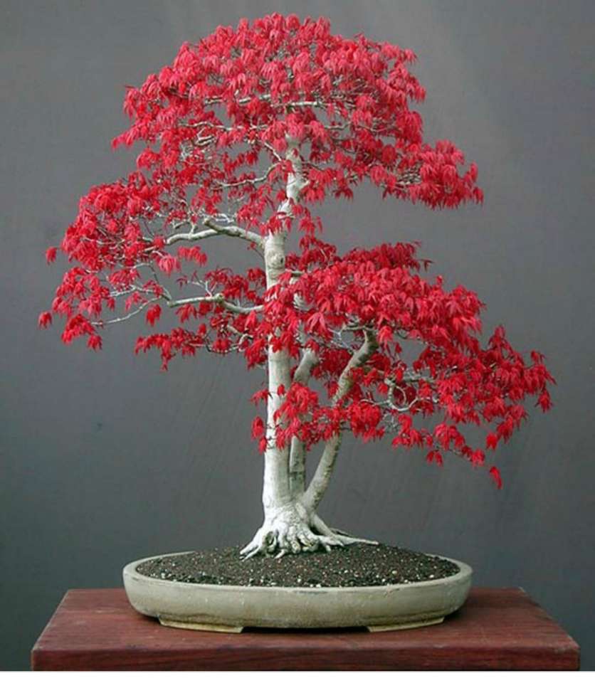 Drvo bonsaï puzzle en ligne à partir d'une photo