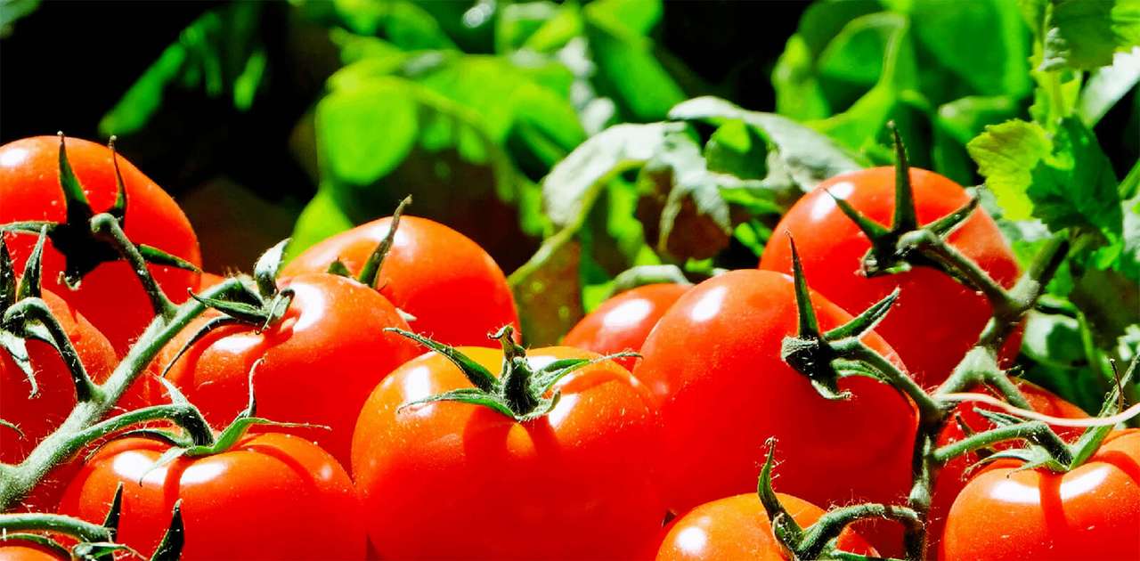 Tomatoes from your garden online puzzle