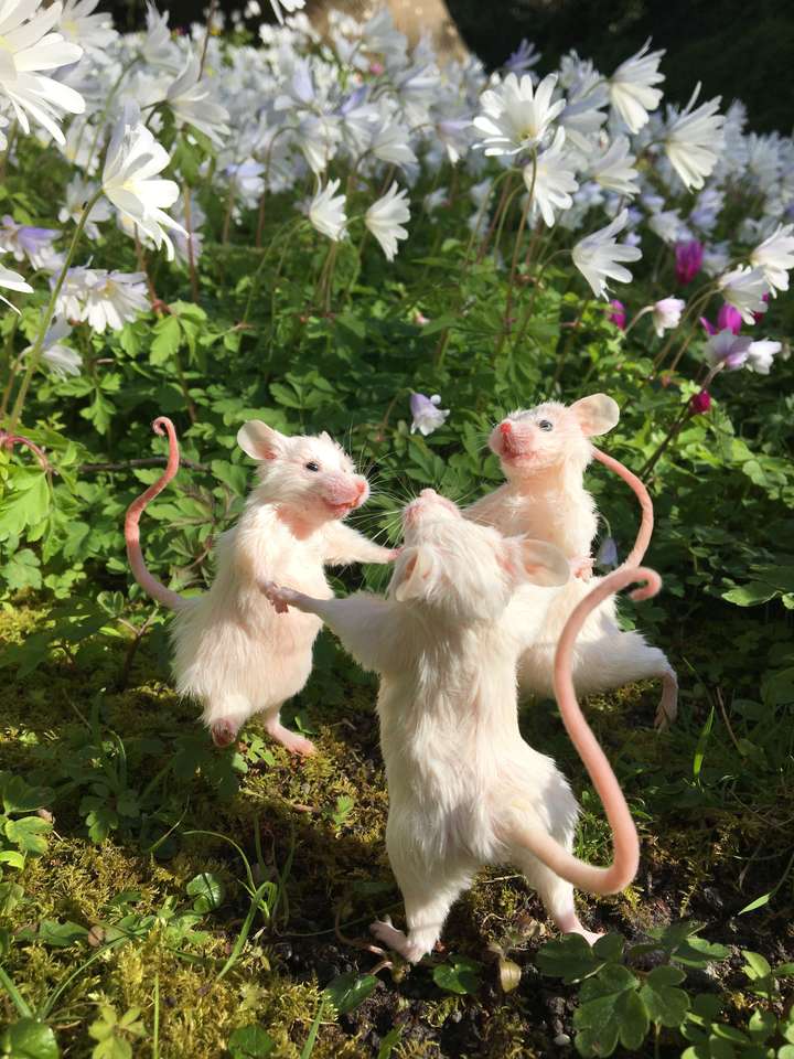 Jubkuge egerek puzzle online fotóról