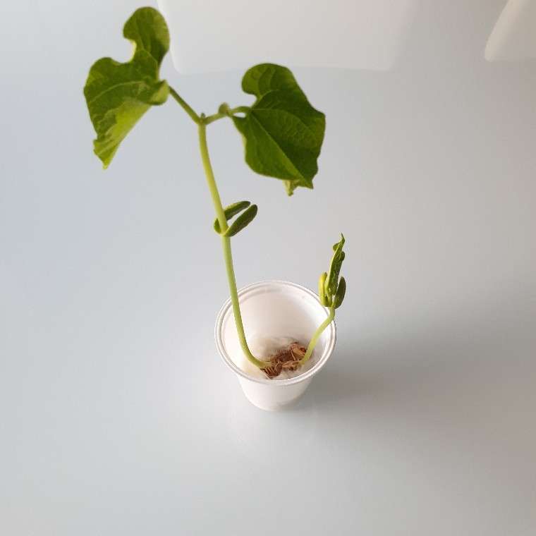 Малката растение онлайн пъзел