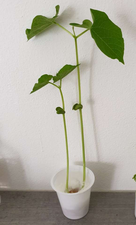 De kleine plant. puzzel online van foto