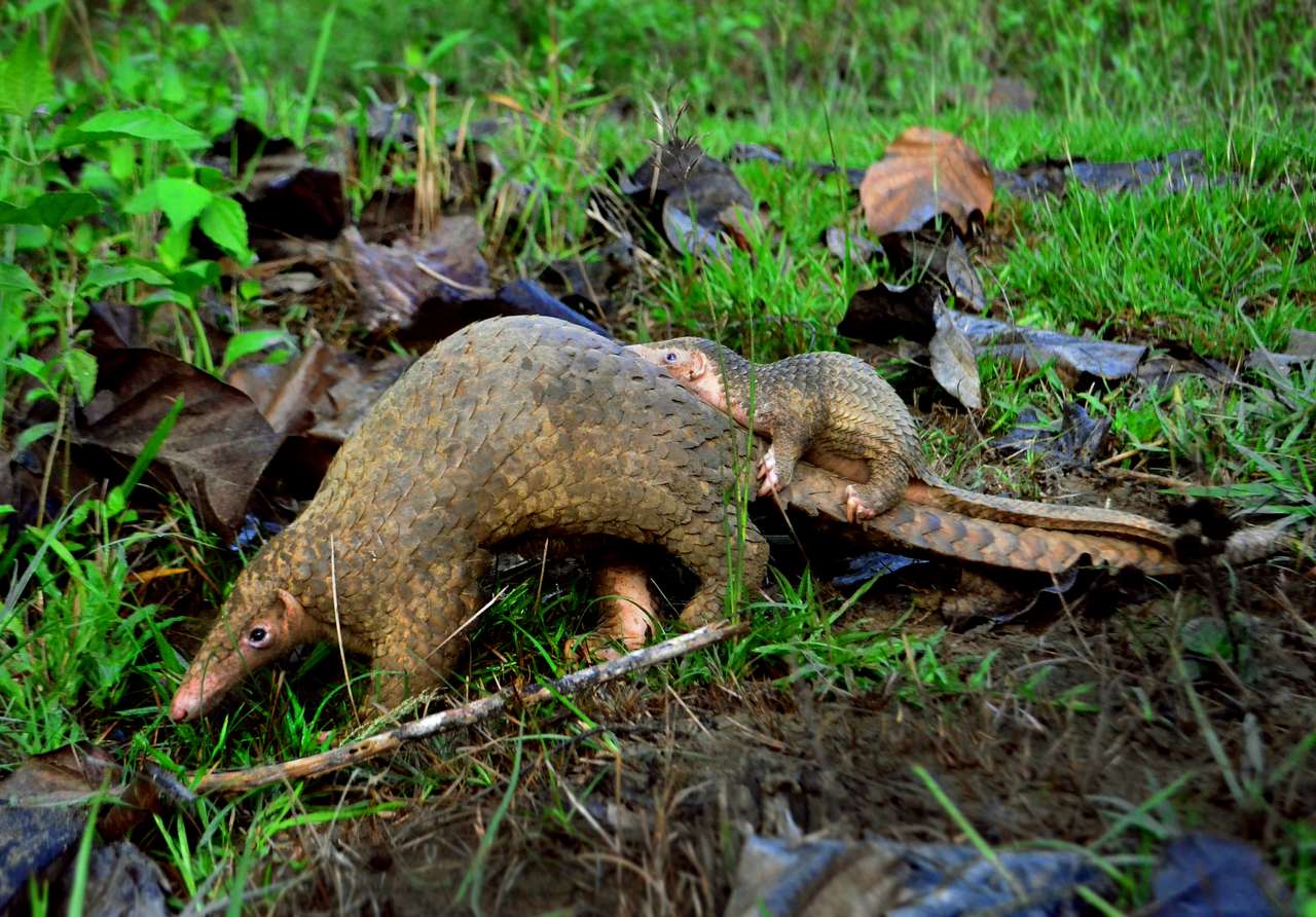 Philippine Pangolin puzzle online from photo