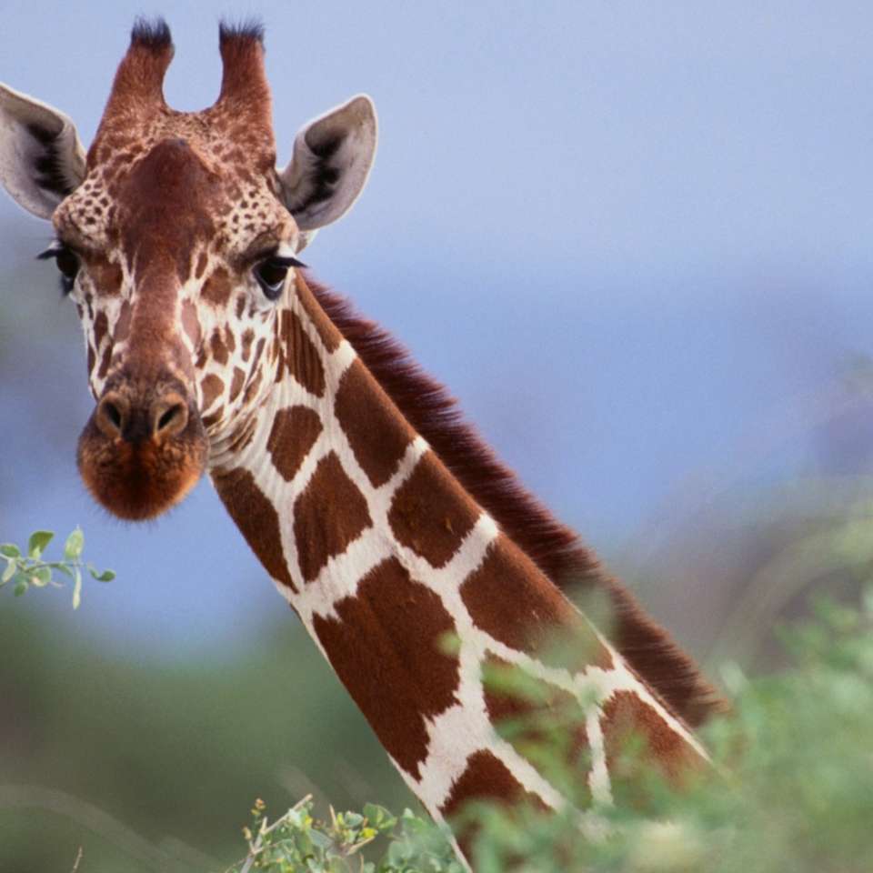 Immagine della giraffa puzzle online