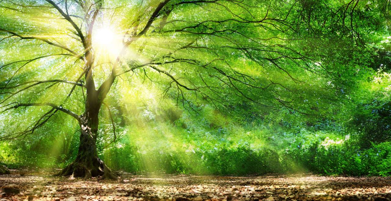 Träd i solen pussel online från foto