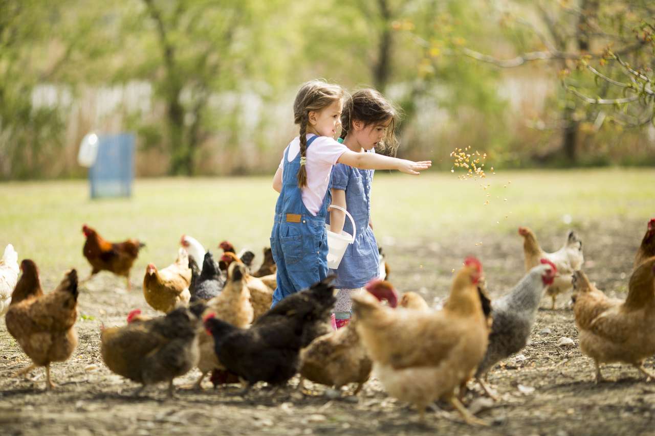 女の子は鶏に餌をやっています 写真からオンラインパズル
