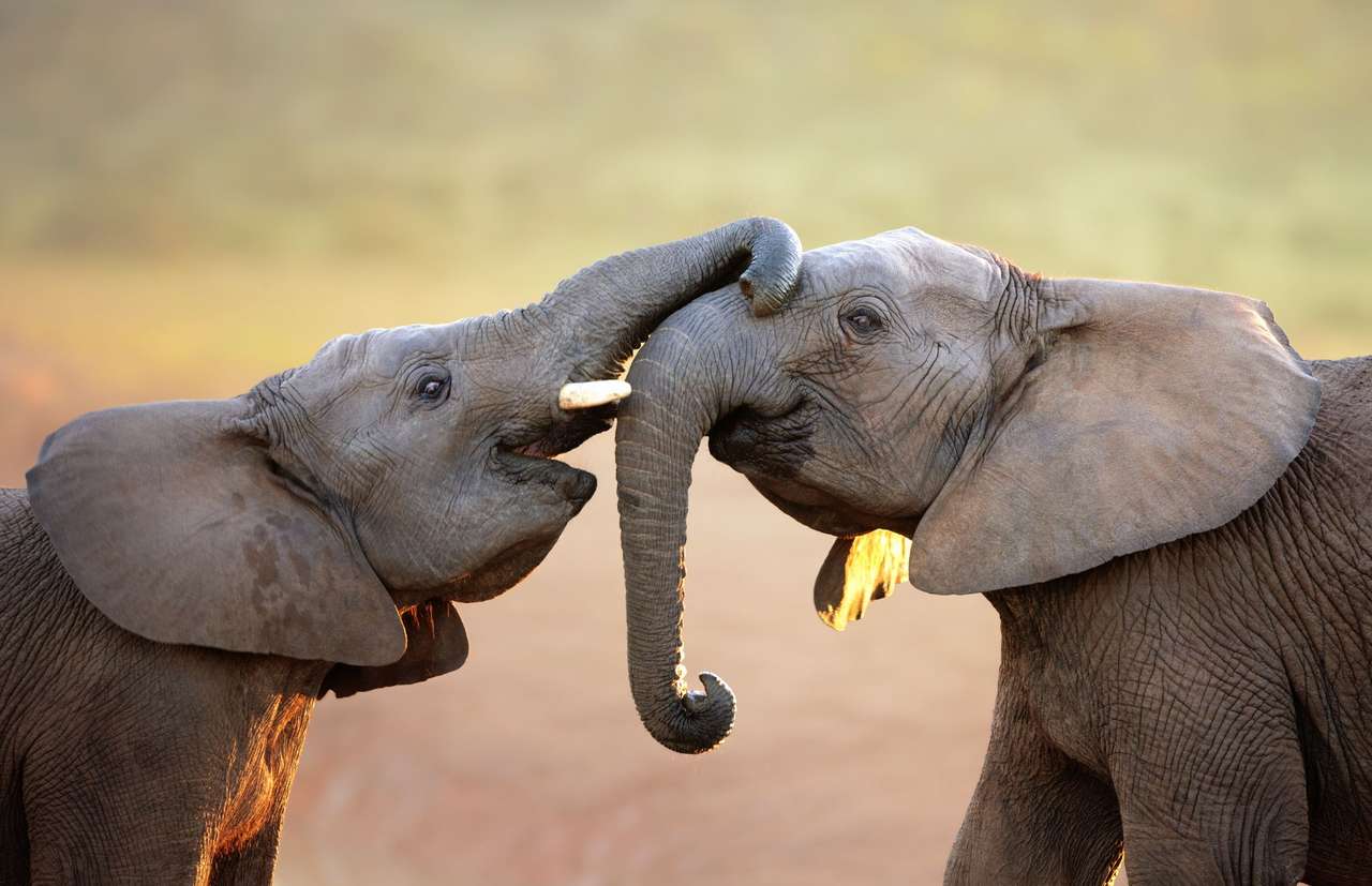 Twee kleine olifanten online puzzel